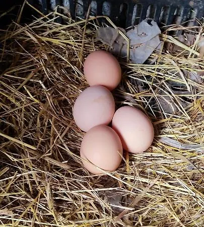 Comfortable With Pool In - 50 M² *