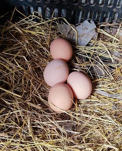 Comfortable With Pool In - 50 M² *